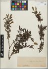 Foto von Salix glabra Scop. x Salix retusa L.